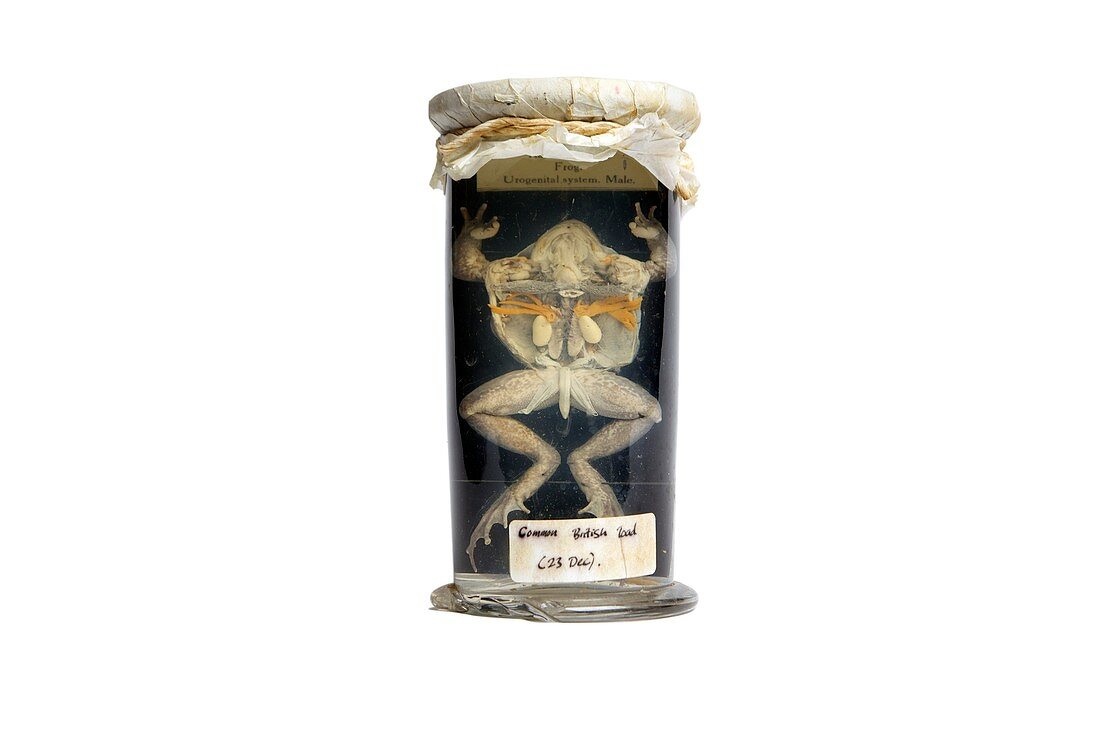 Dissected toad,19th century specimen