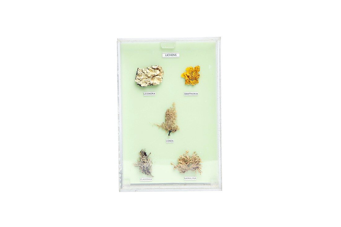 Preserved lichen specimens