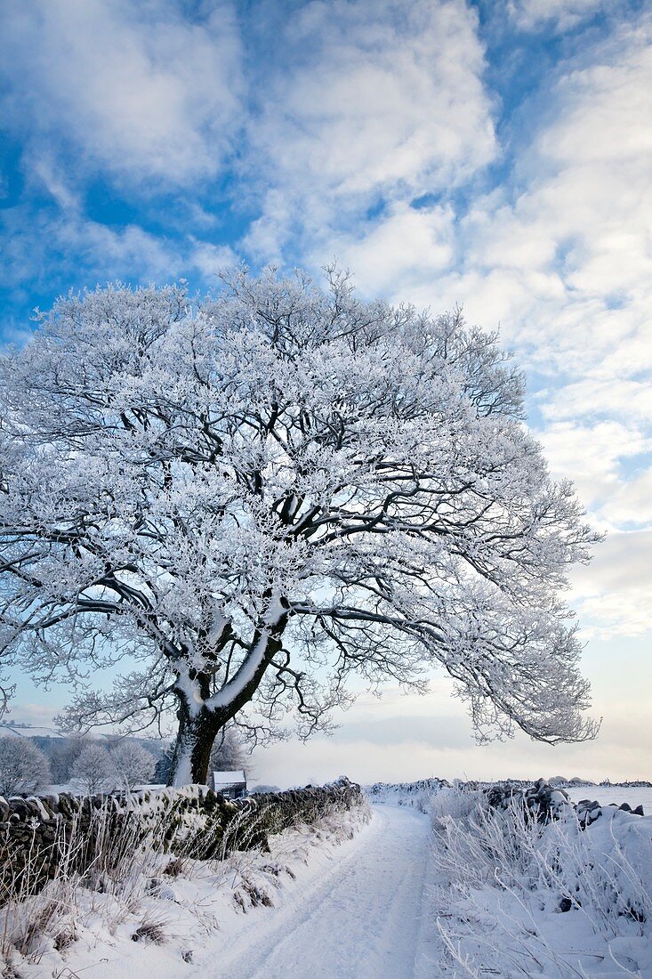 Tree covered in hoar frost