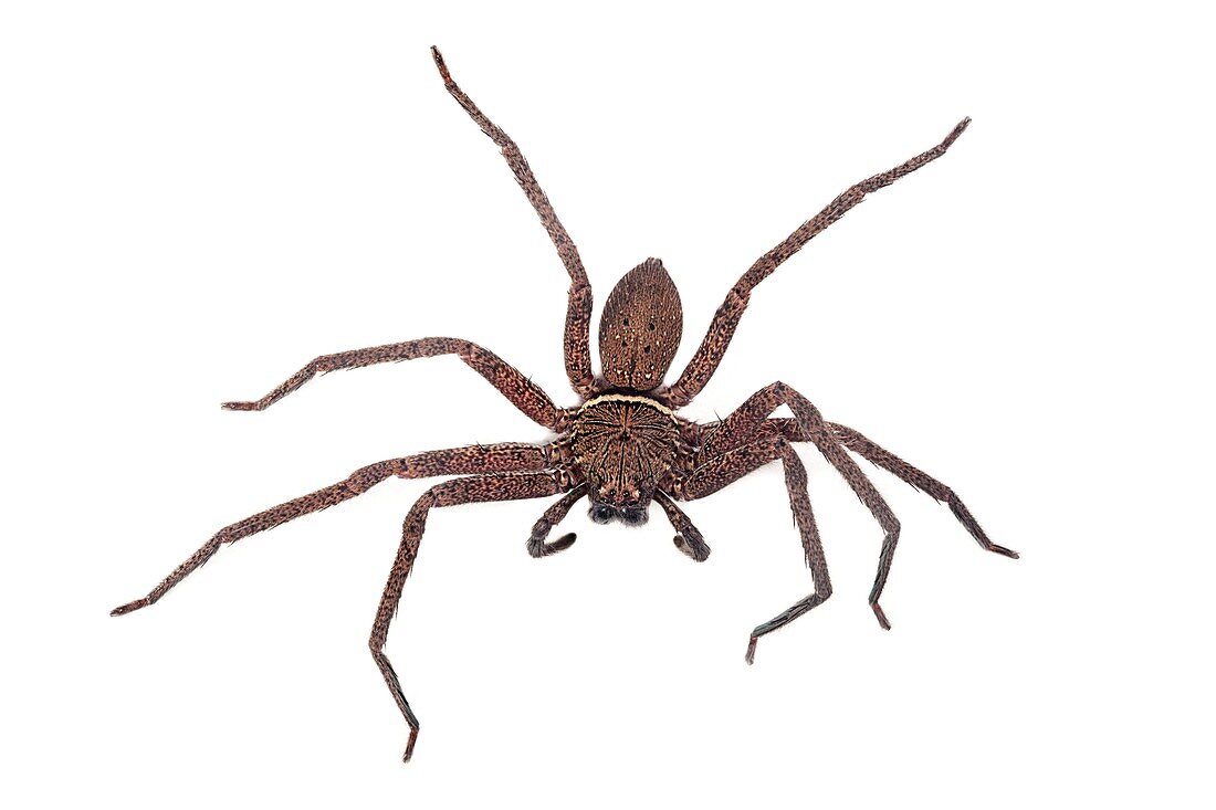 Huntsman spider