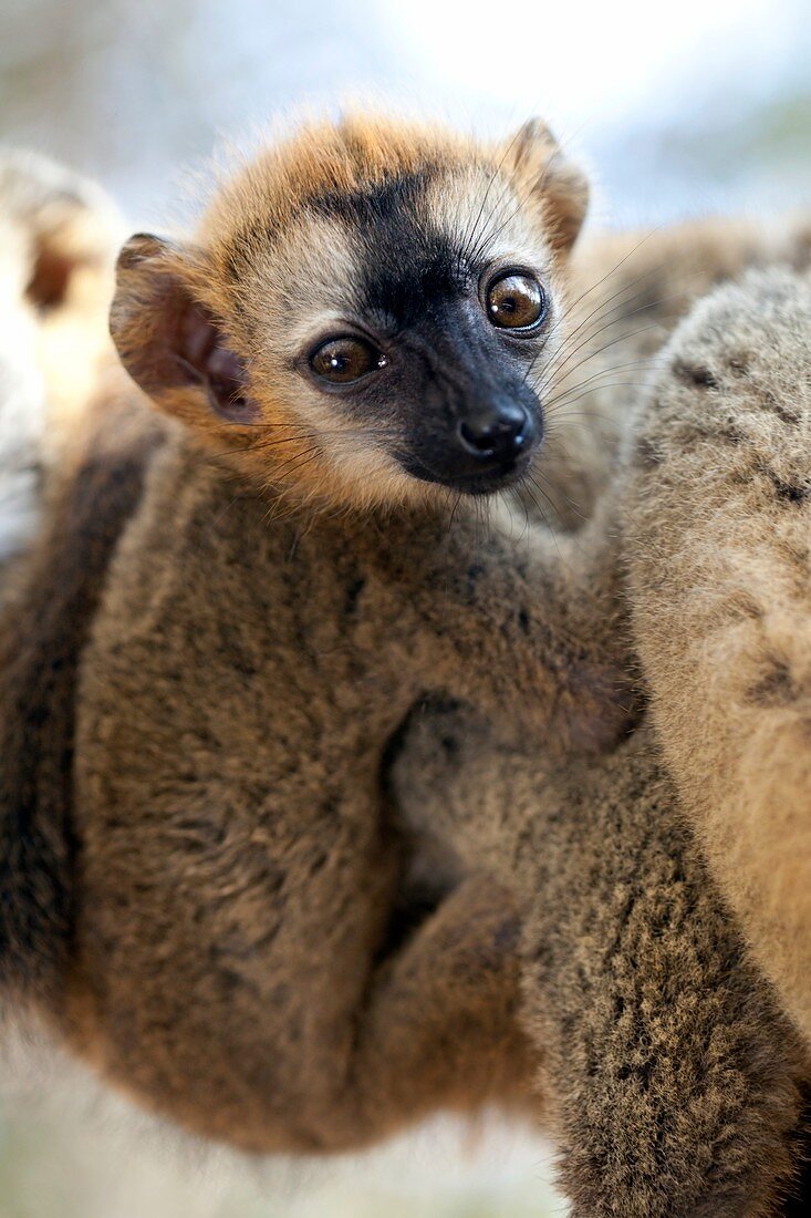 Infant red-fronted brown lemur