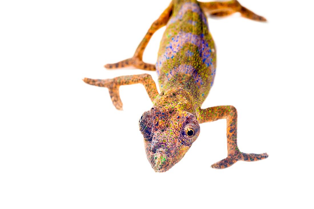 Nose-horned chameleon