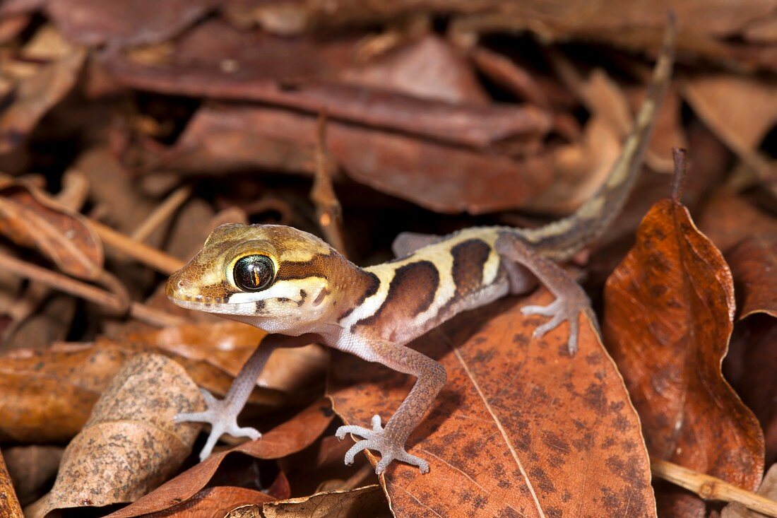 Ocelot gecko