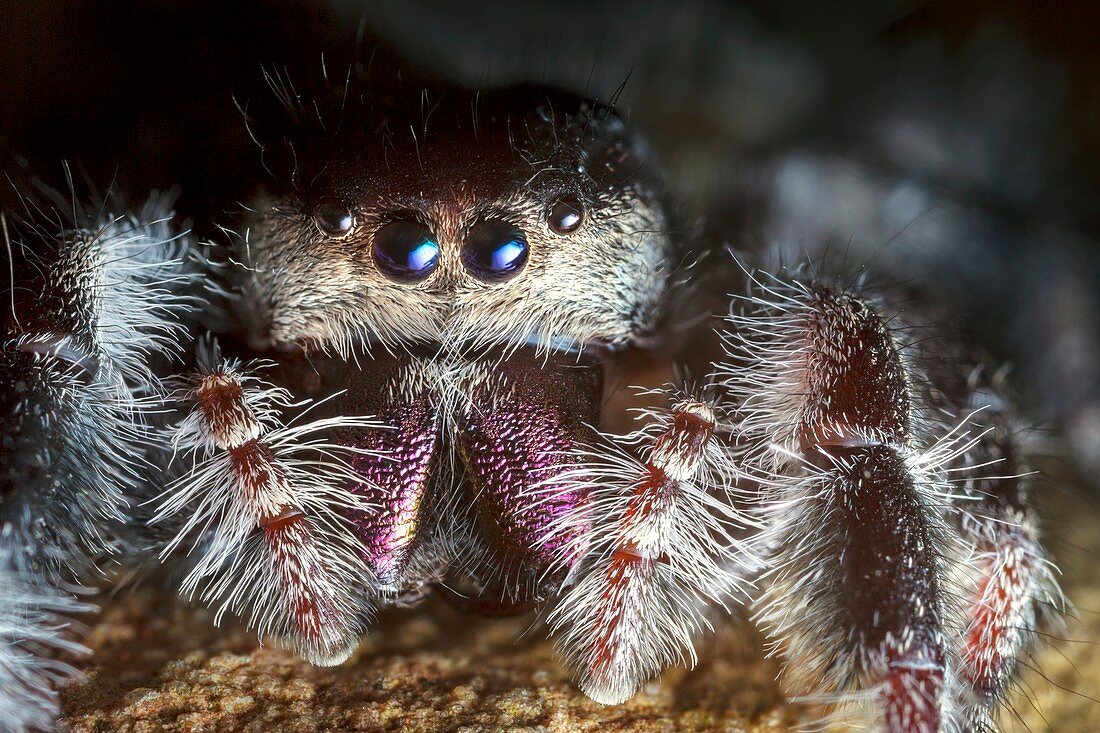 Female regal jumping spider