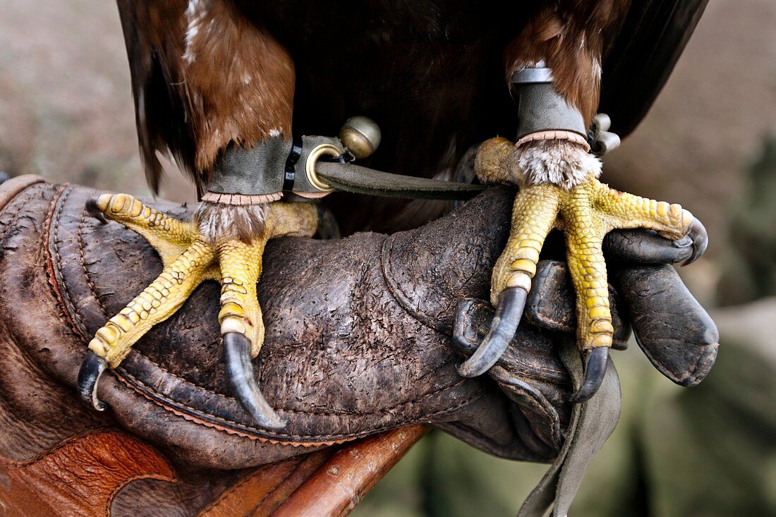 Golden eagle's feet