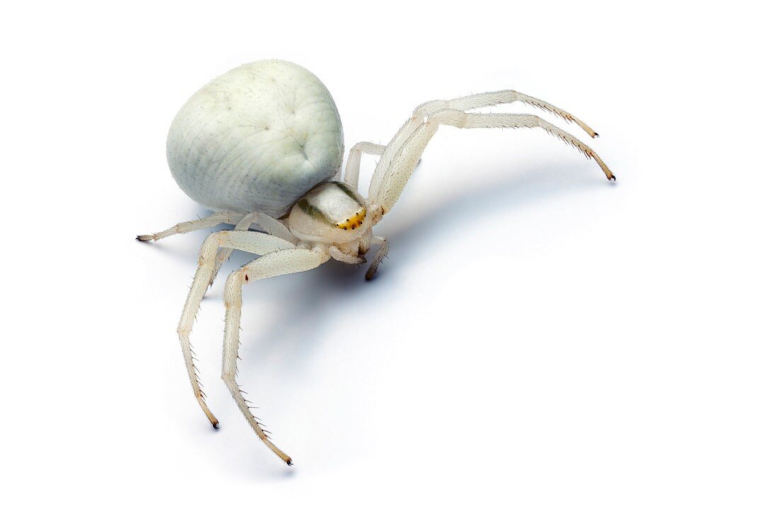 Goldenrod crab spider