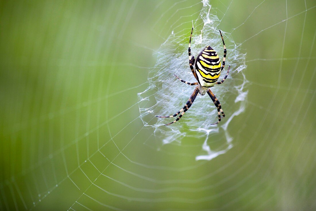 Female wasp spider