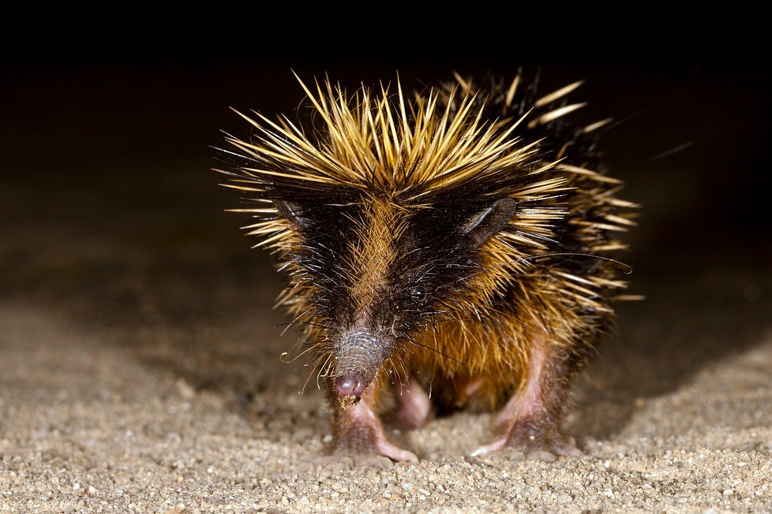 Lowland streaked tenrec