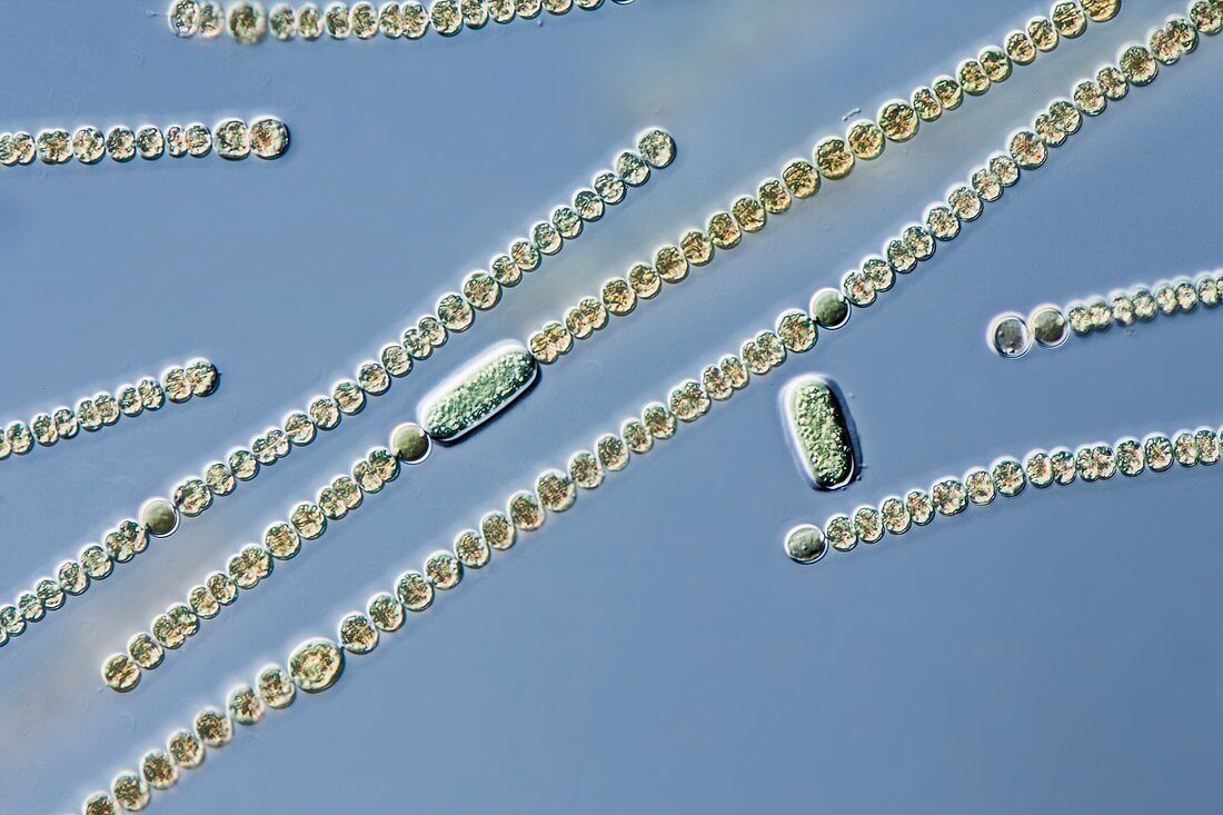 Anabena sp. cyanobacterium,LM