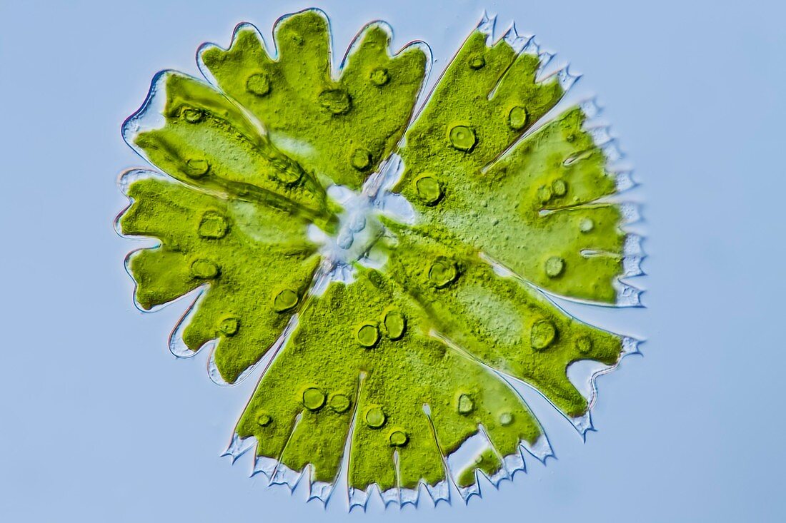 Micrasterias sp. green alga,LM
