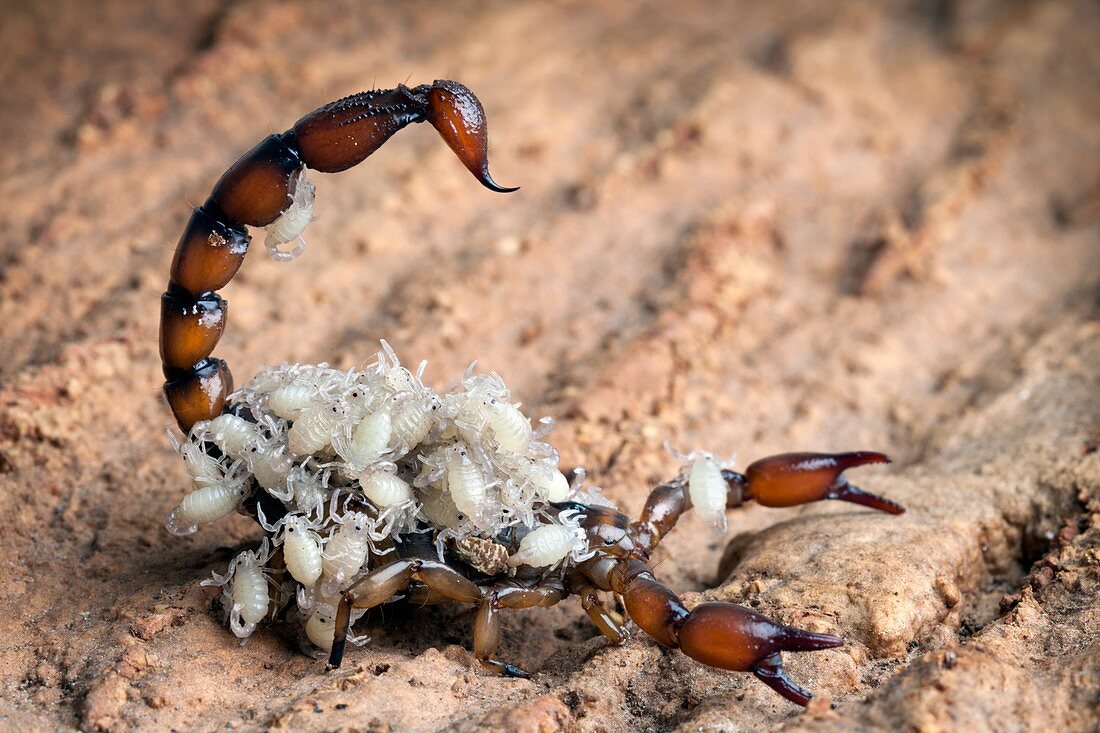 Bothriurus scorpion