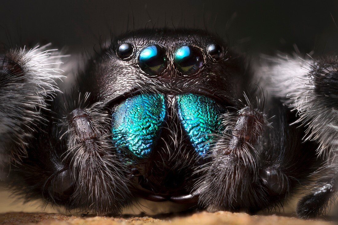 Male regal jumping spider
