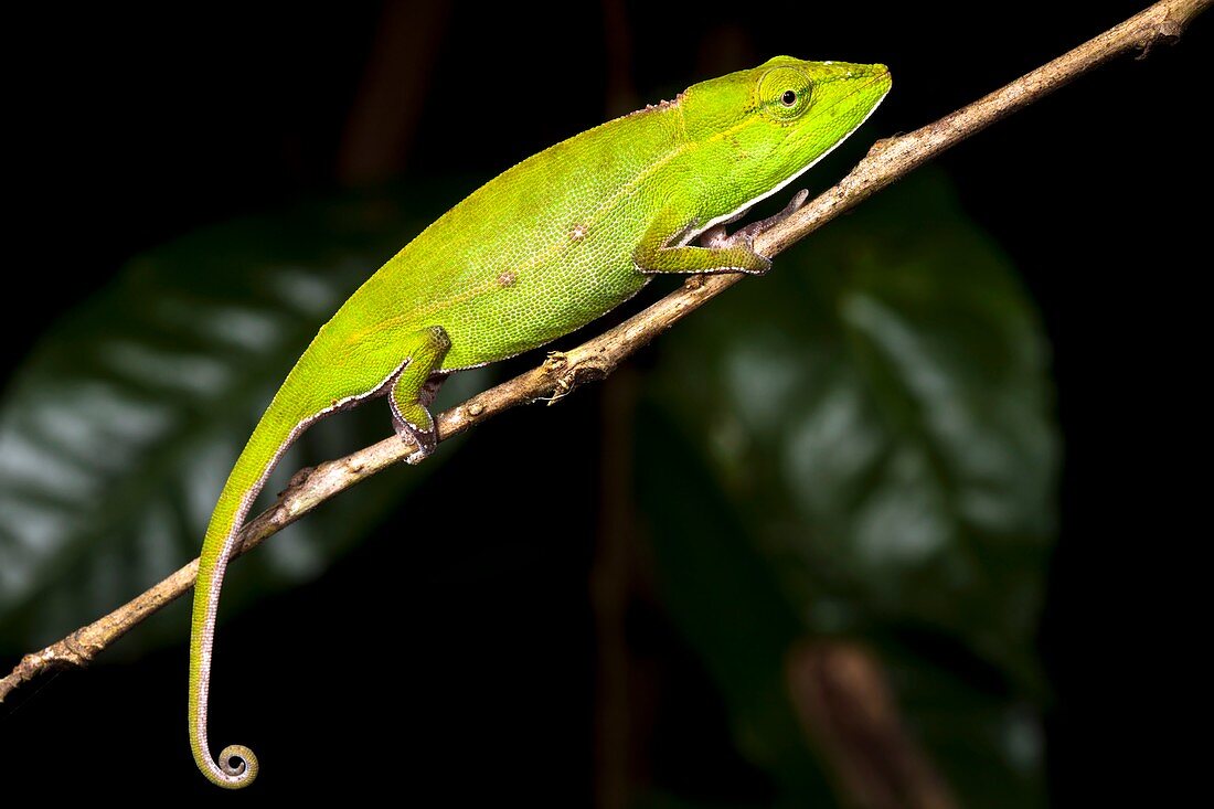 Short-nosed chameleon