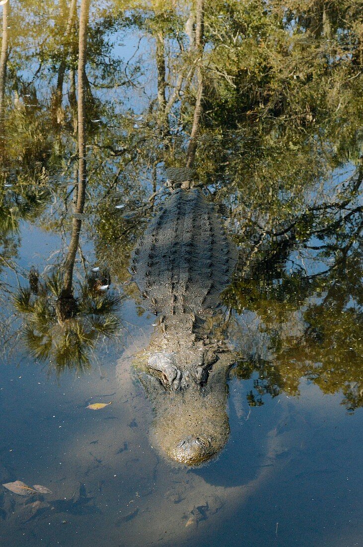 Alligator,Florida,USA
