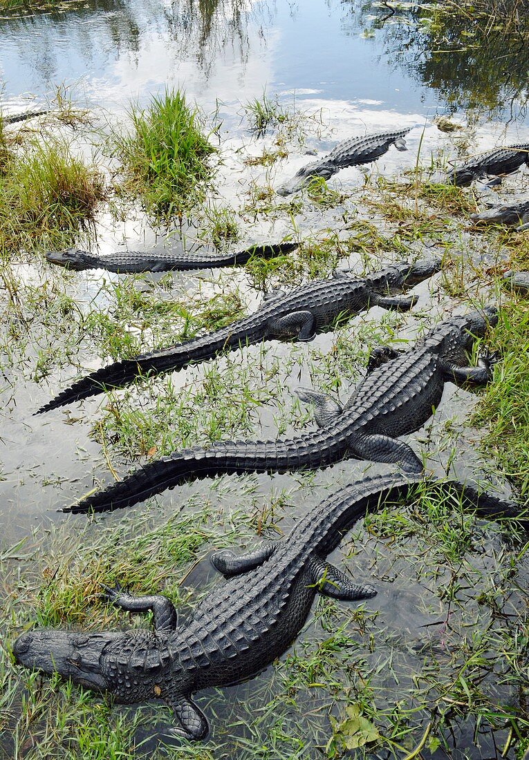 Alligators,Florida,USA