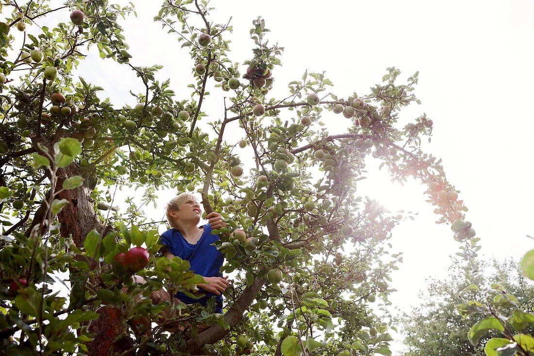 Teenage boy climbing an apple tree