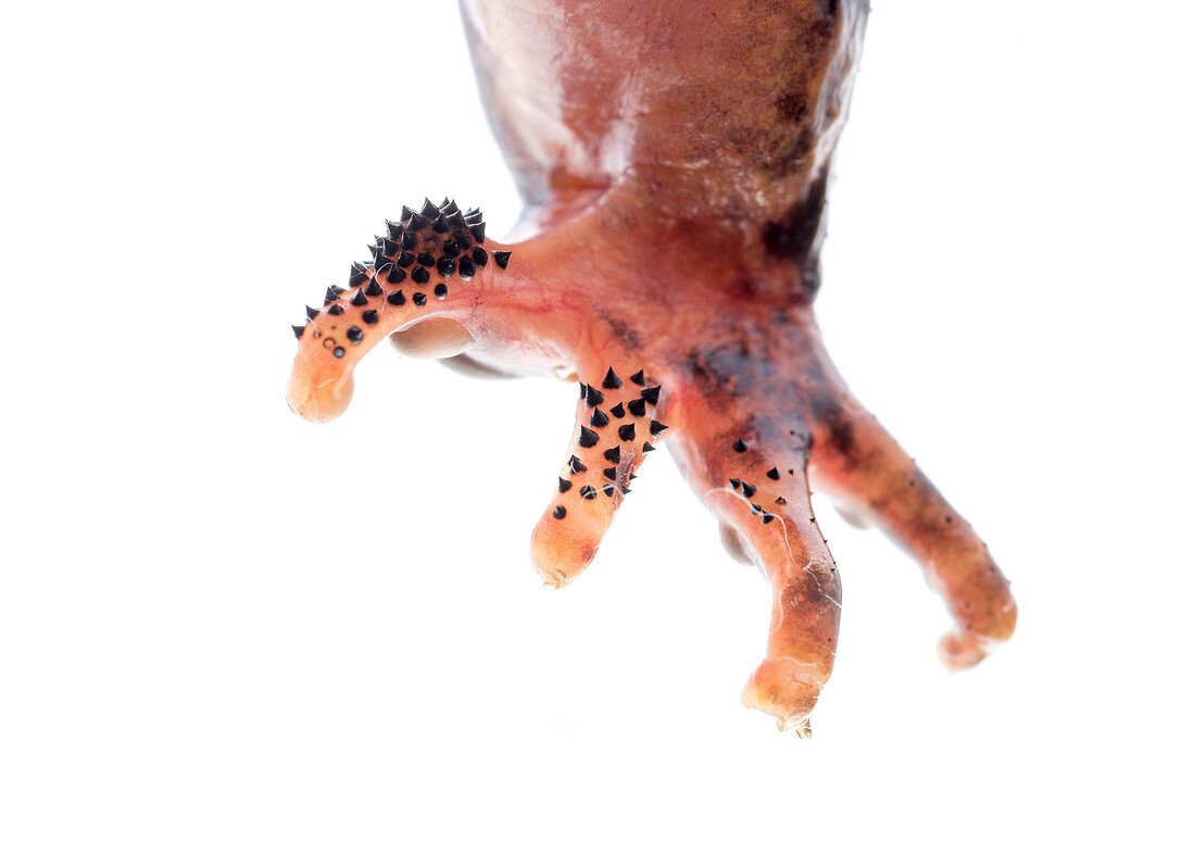 Foot of a giant spiny frog