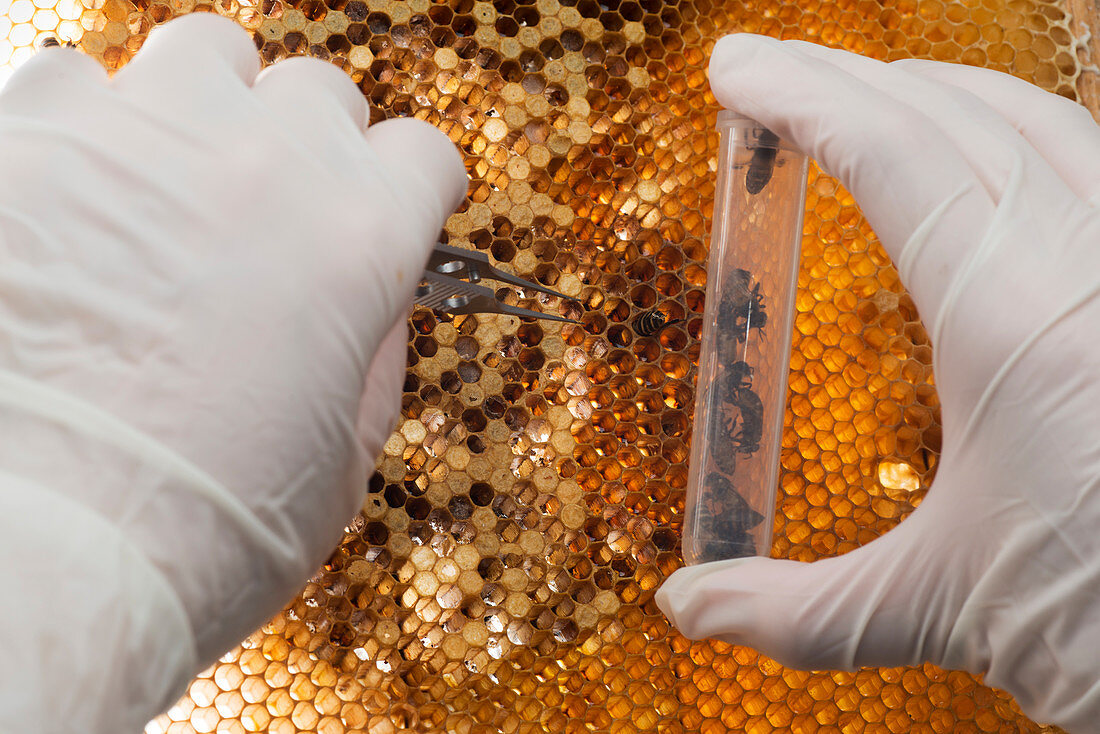 Honey bee research