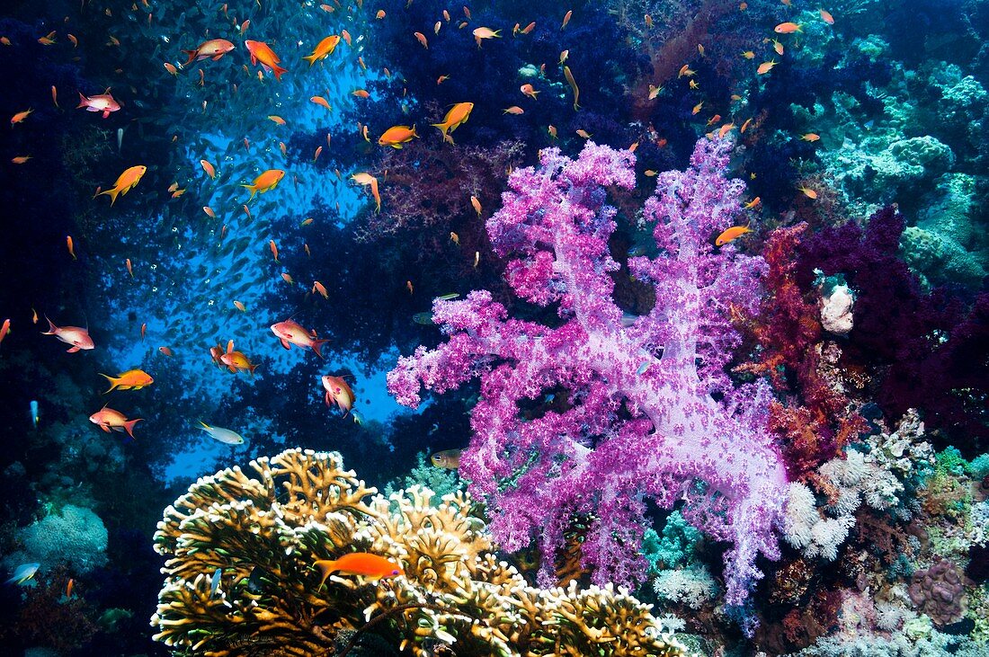 Reef coral and fish