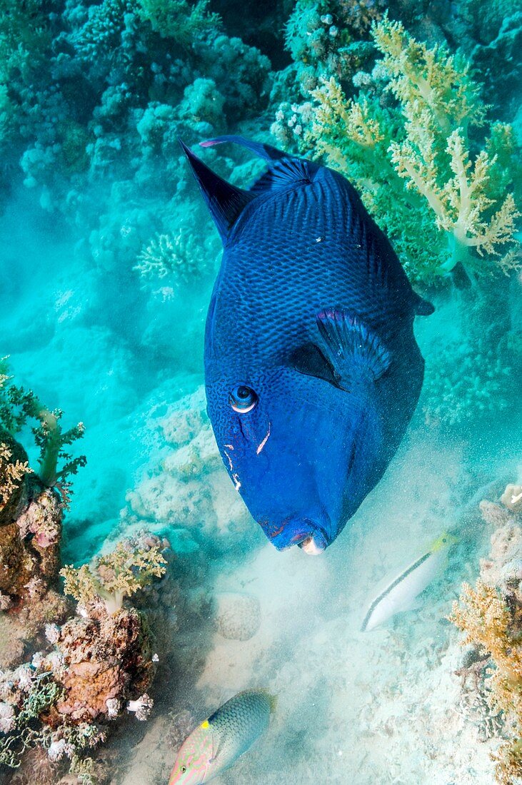 Blue triggerfish feeding