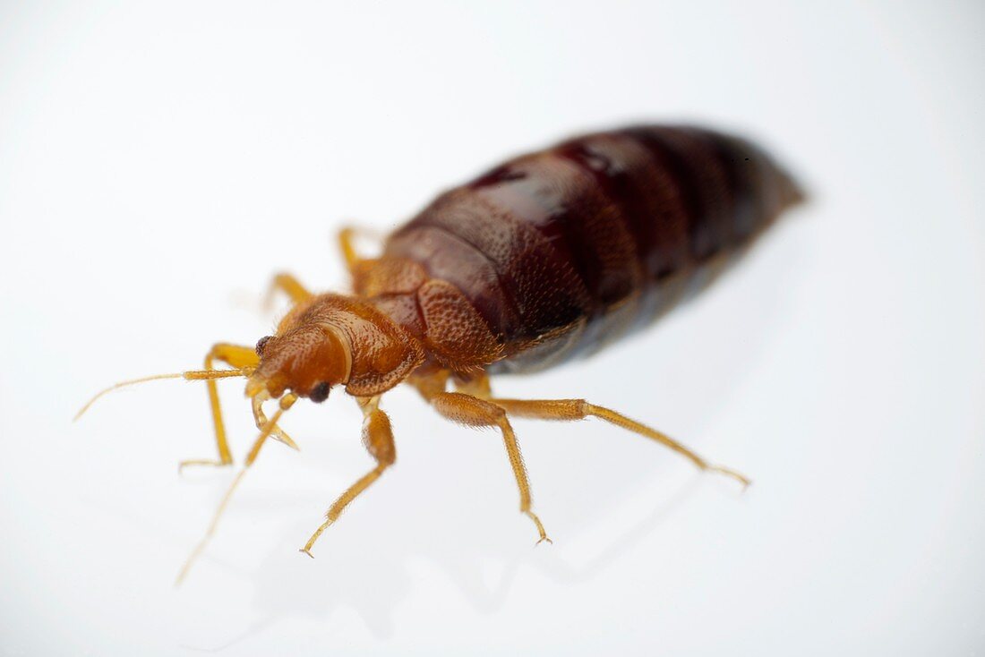 Bed Bug engorged with human blood