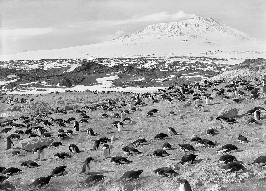 Penguin colony in Antarctica,1911