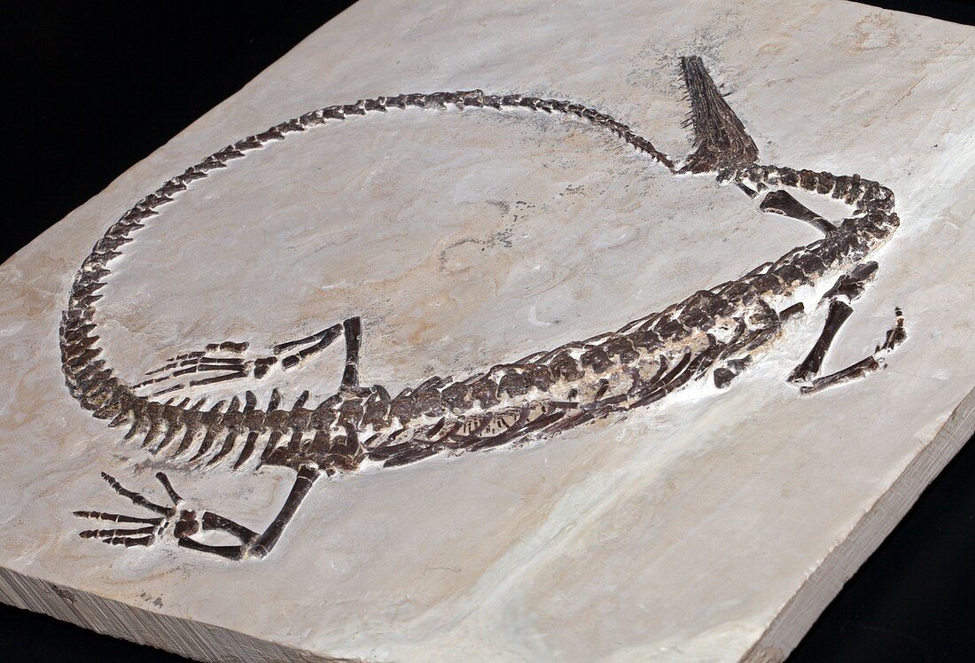 Mesosaurus brasiliens,fossil saurian