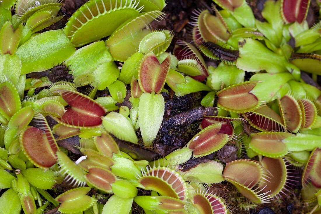 Dionaea muscipula,Venus flytrap