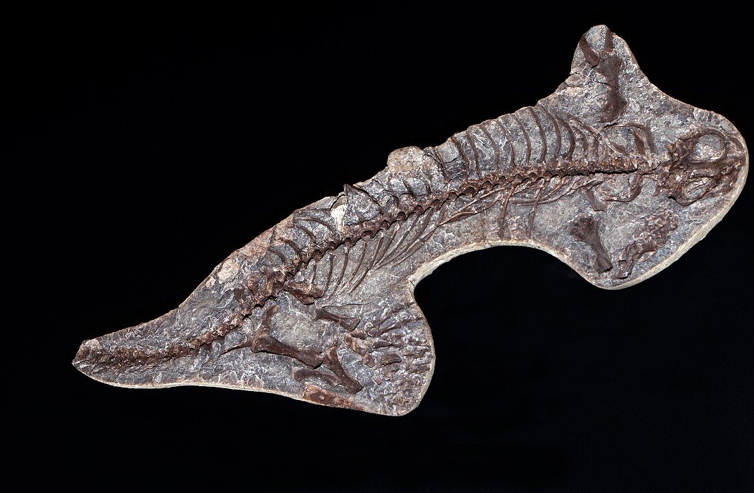 Barasaurus besairiei,fossil Saurian