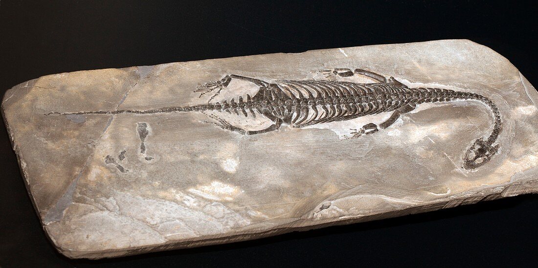 Keichousaurus hui,fossil reptile