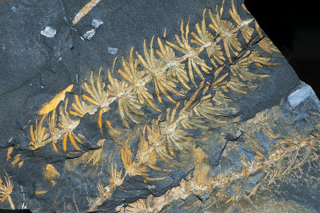 Fossil Annularia sphenophylloides