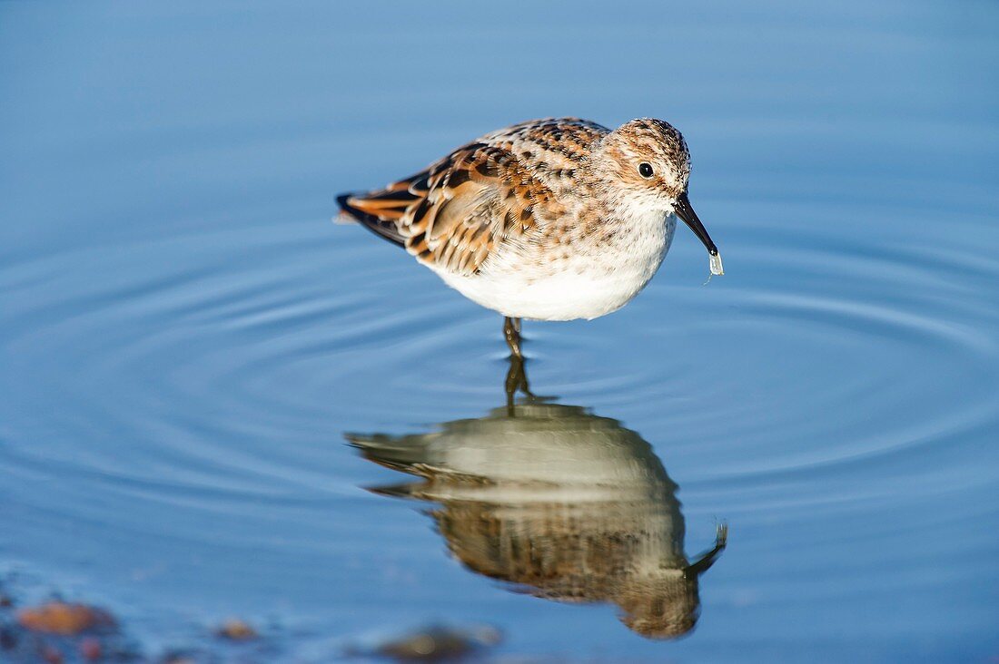 Little stint