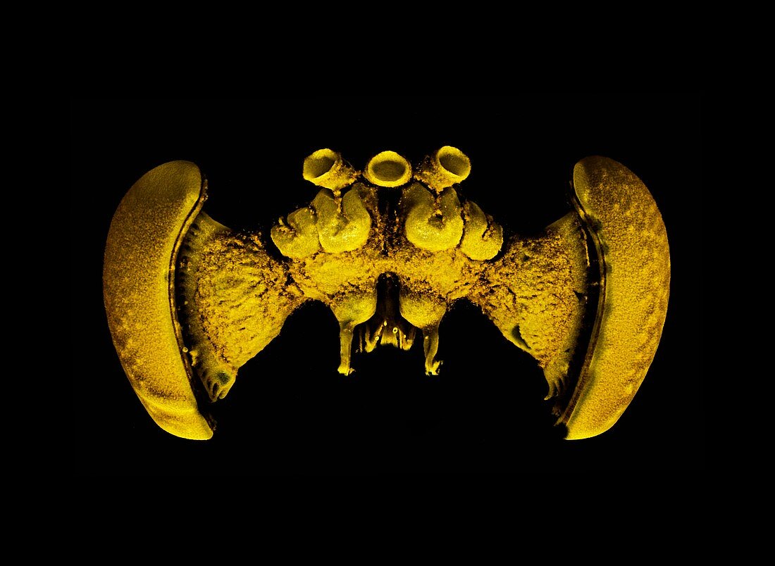 Bee brain,micro-CT scan