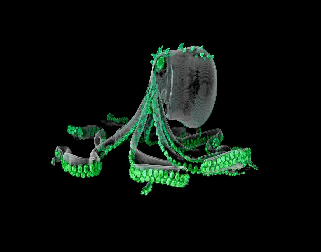 Glass octopus model,micro-CT scan