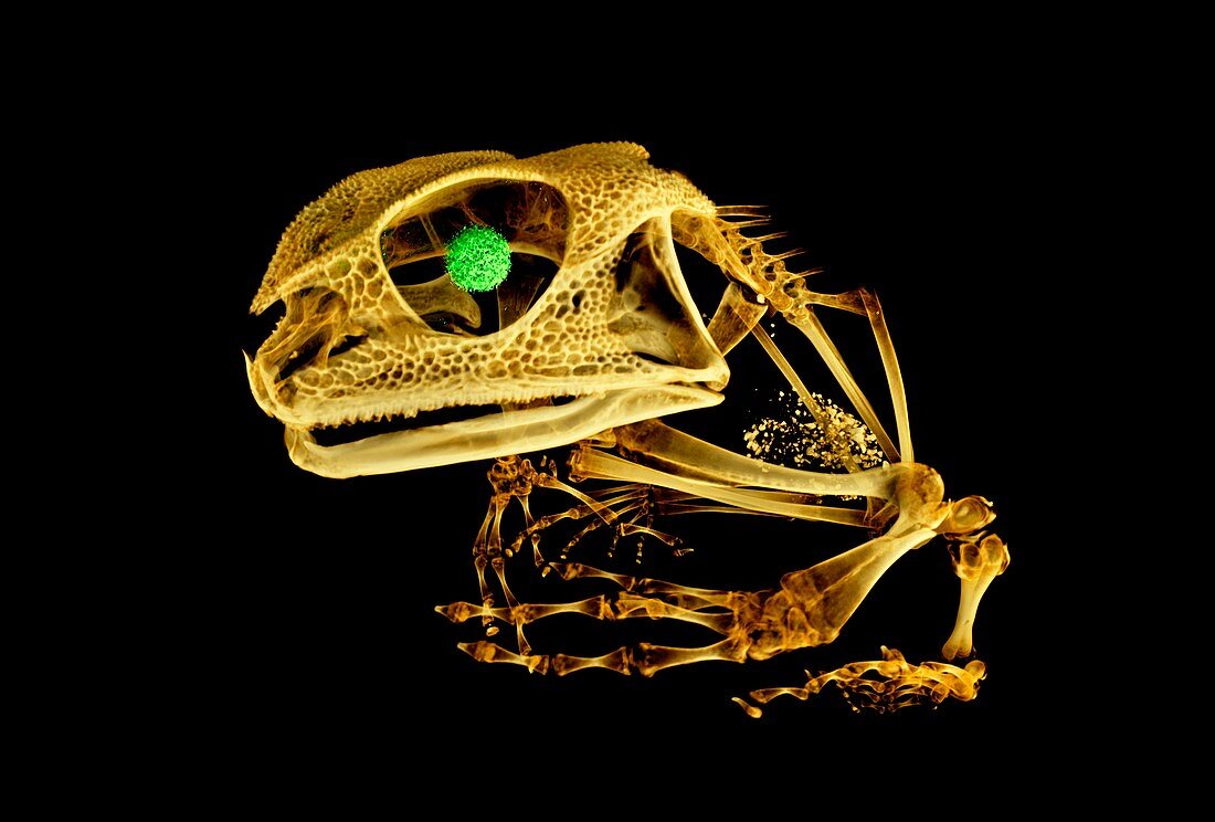 Frog,micro-CT scan