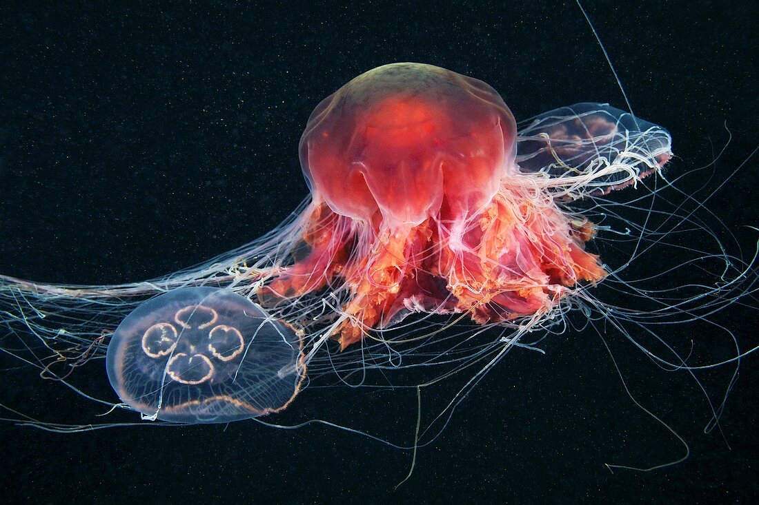 Jellyfish feeding