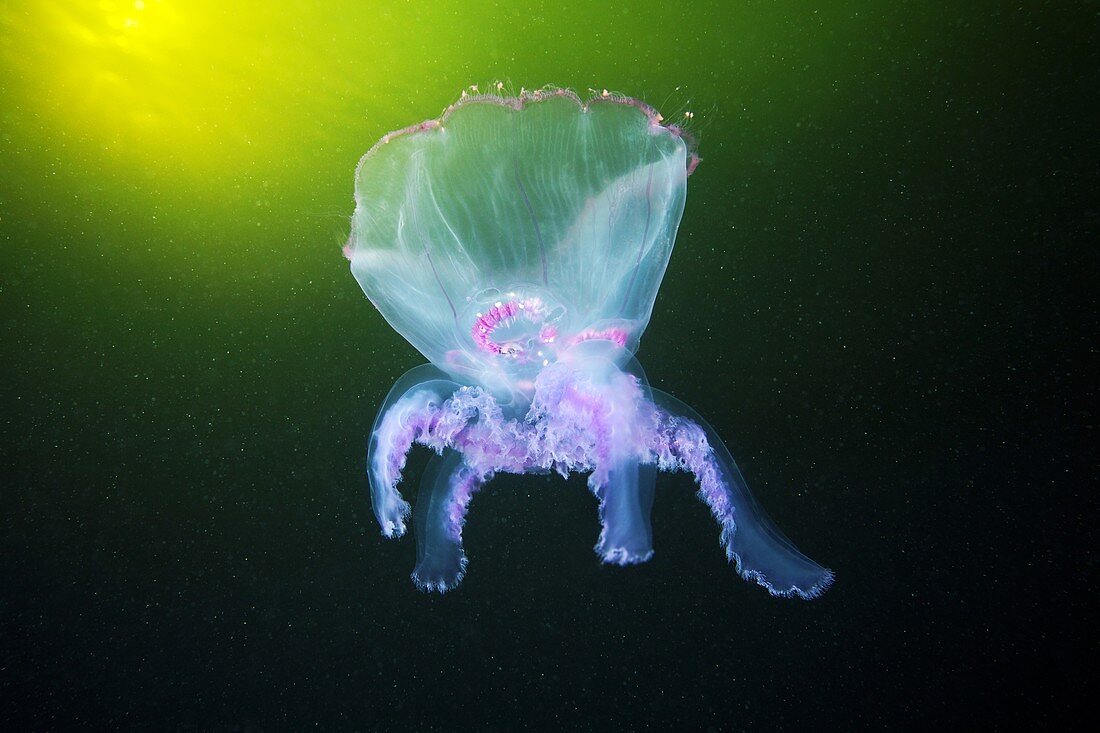 Moon jellyfish eversion