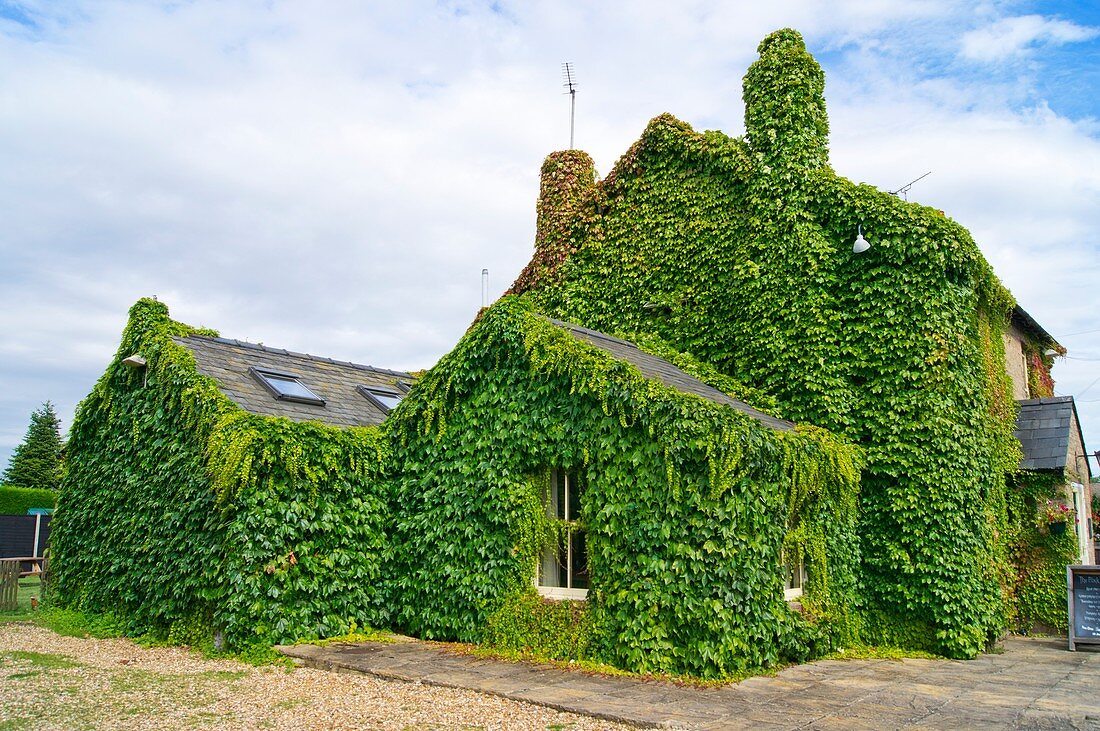 Ivy growth on a building