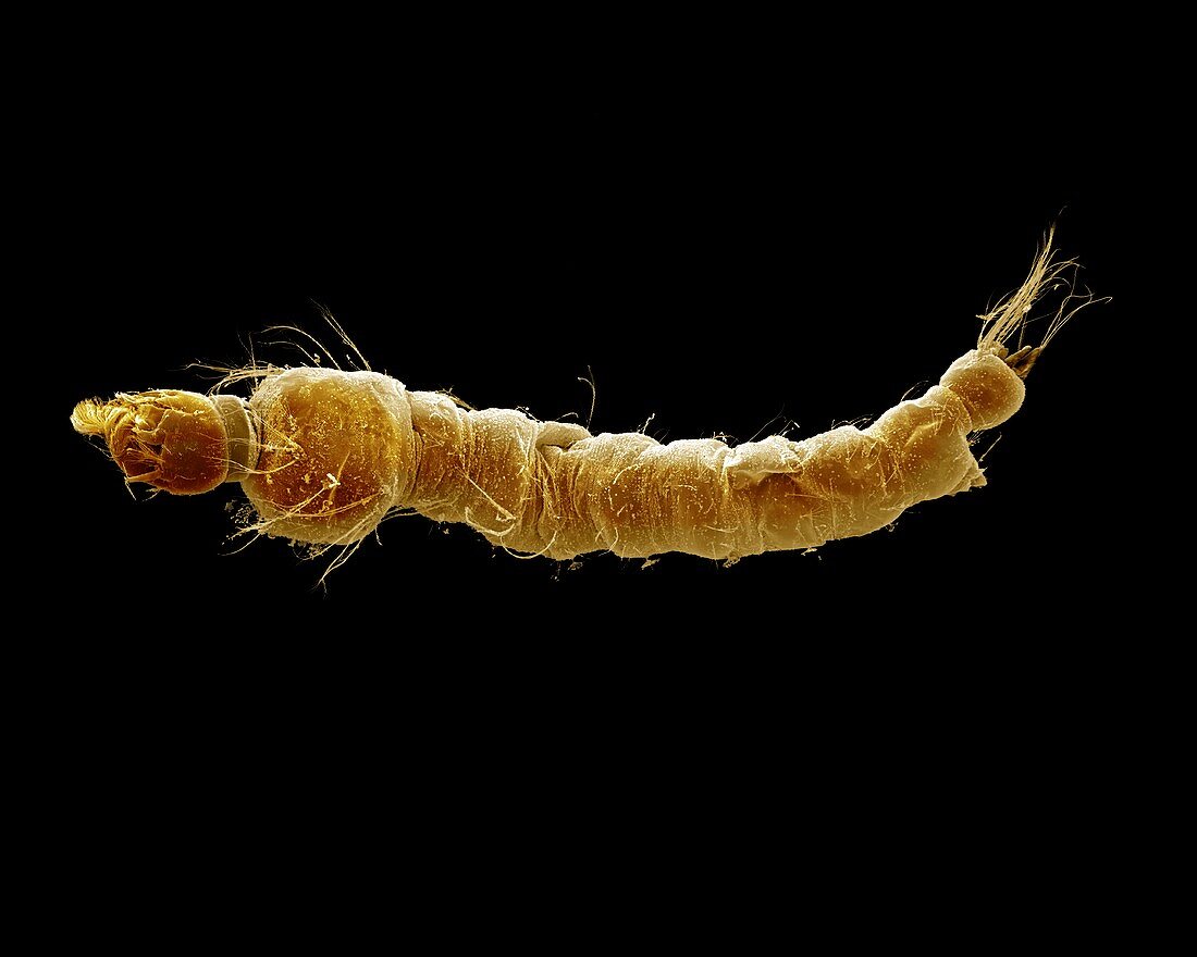 Anopheles mosquito larva,SEM
