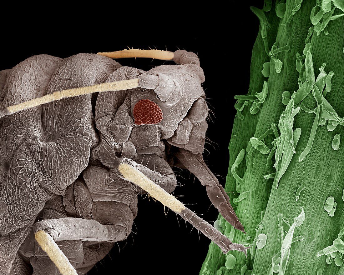 Black aphid feeding on sap,SEM