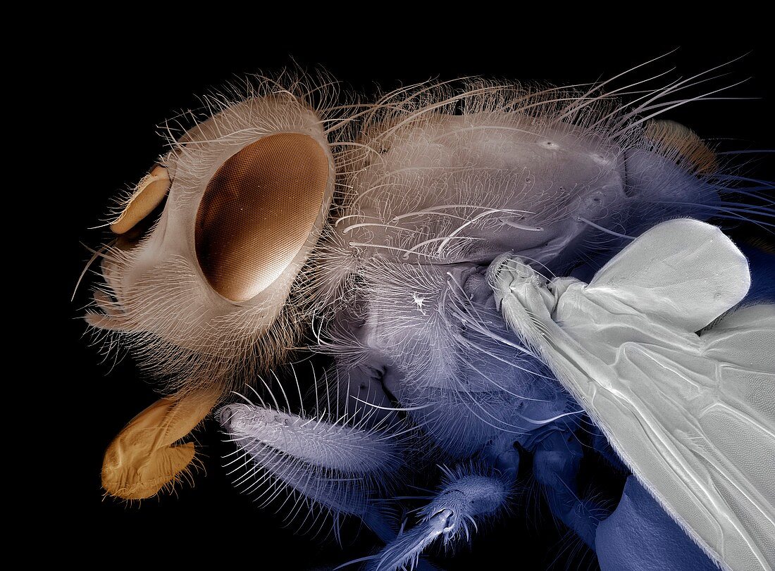 Bluebottle fly head and thorax,SEM