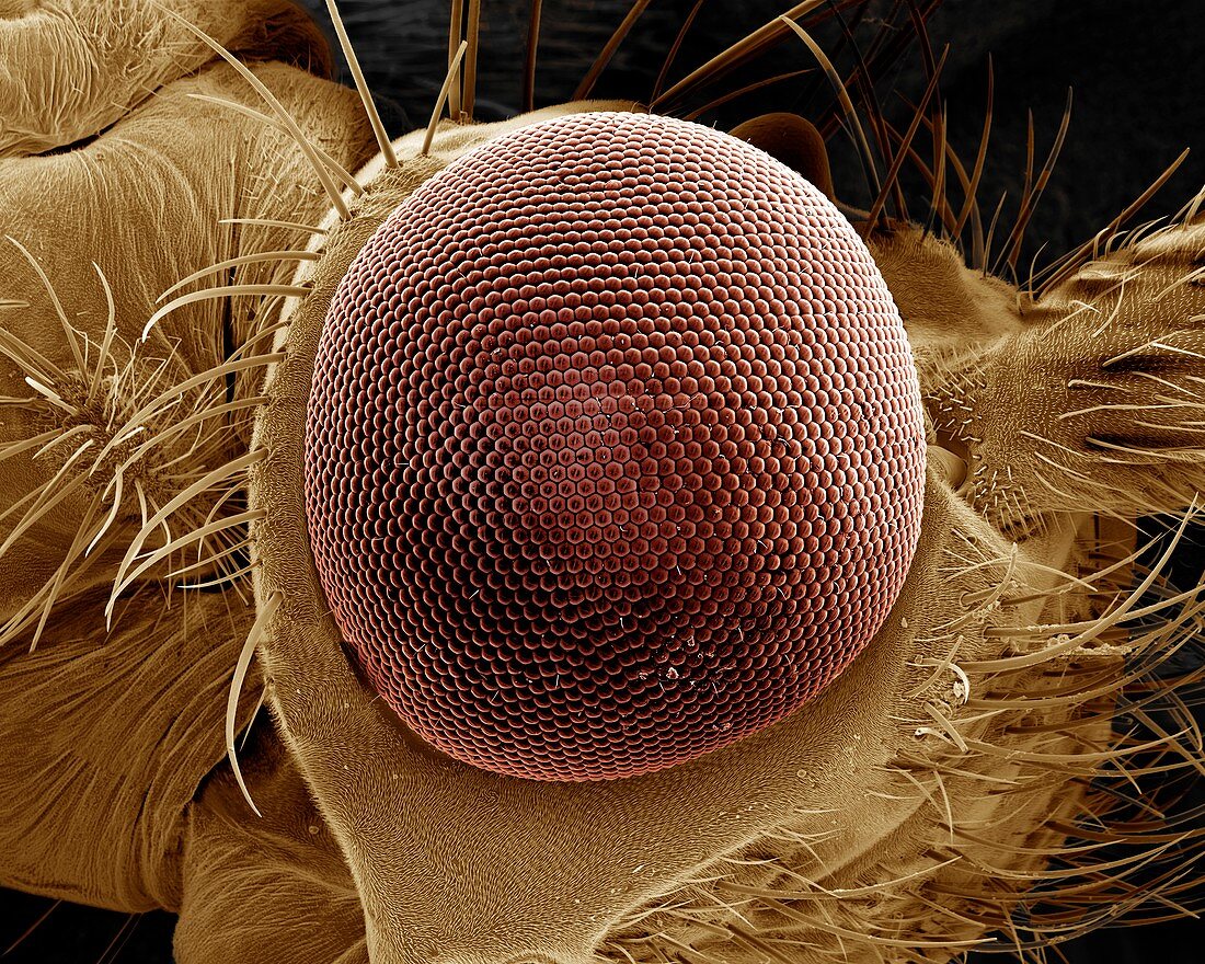 Caddisfly compound eye,SEM