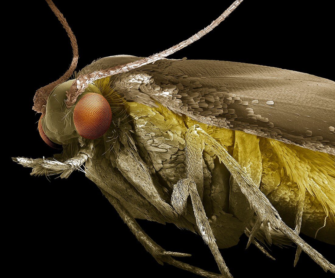 Common clothes moth,SEM