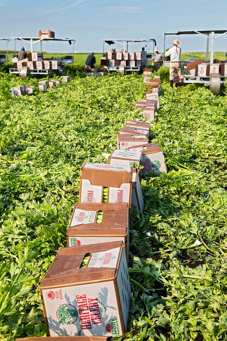 Celery harvest,Florida,USA