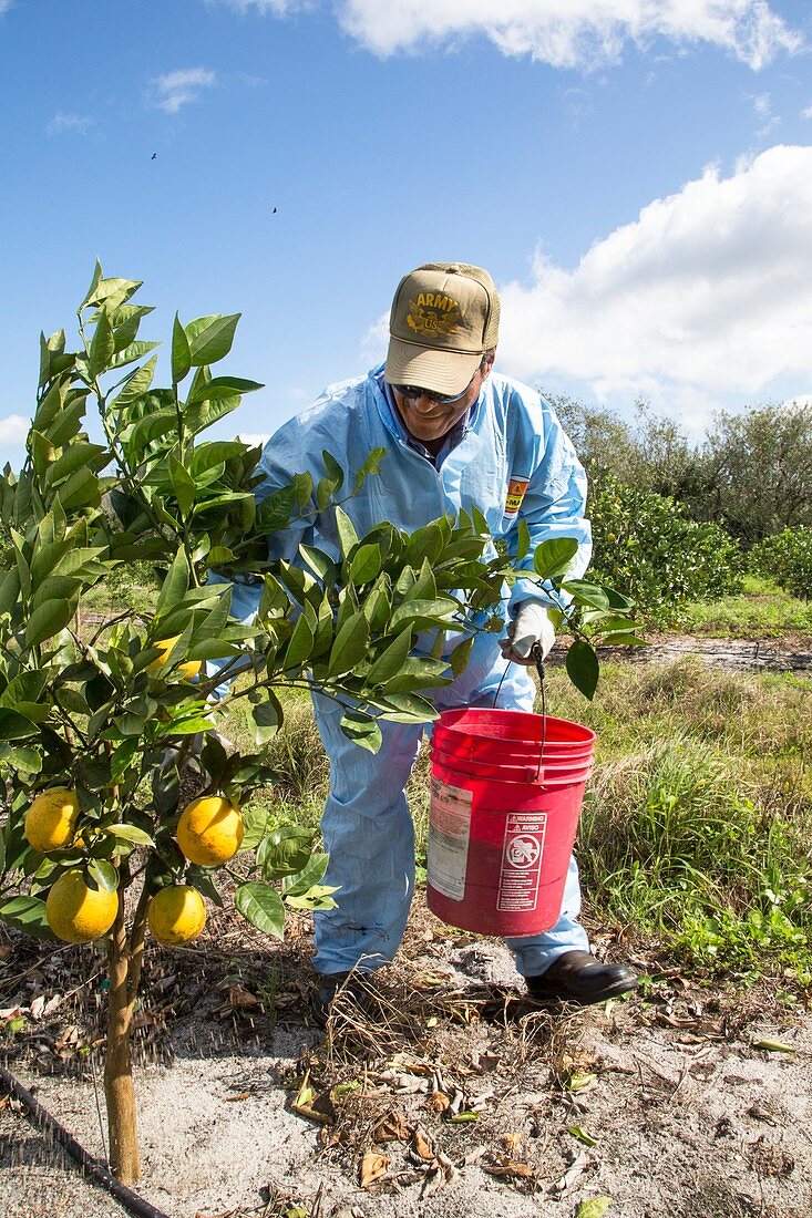 Grapefruit farming,Florida,USA