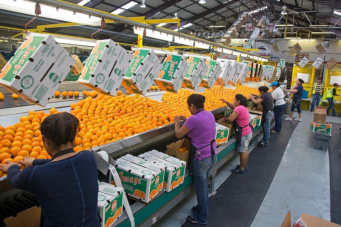 Orange farming,Florida,USA