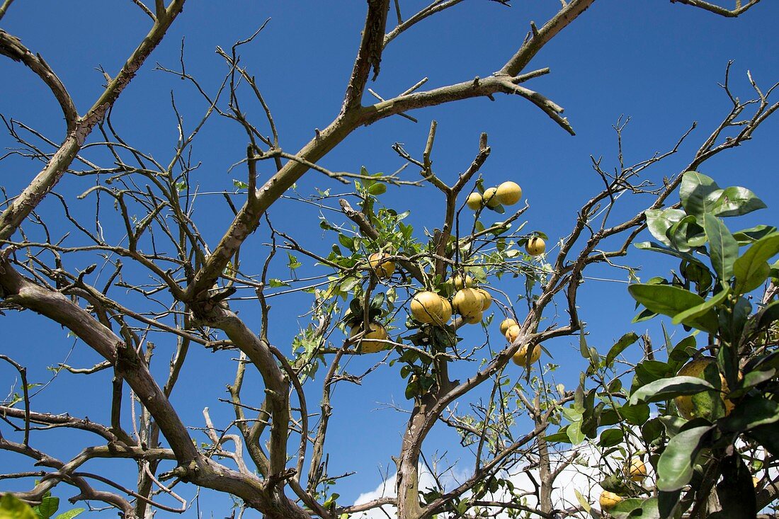 Diseased grapefruit tree,Florida,USA