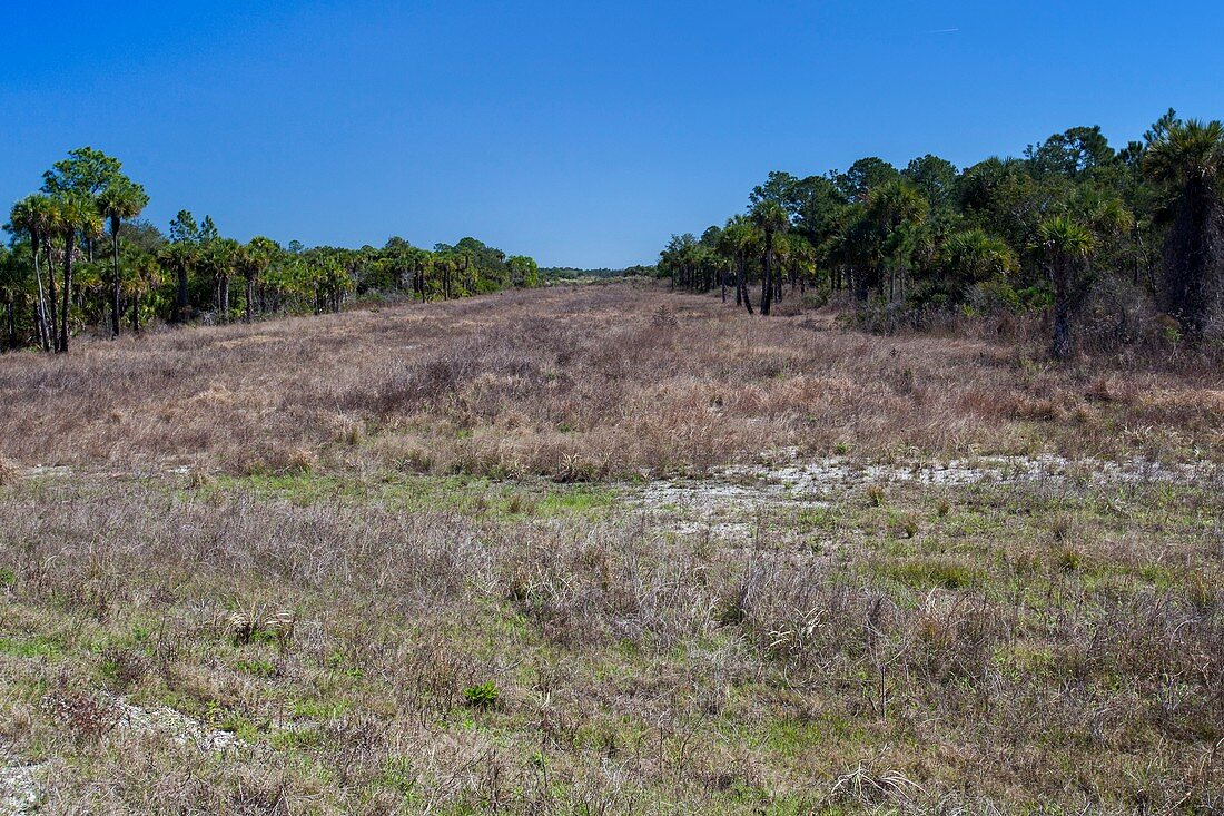 Everglades restoration,Florida,USA