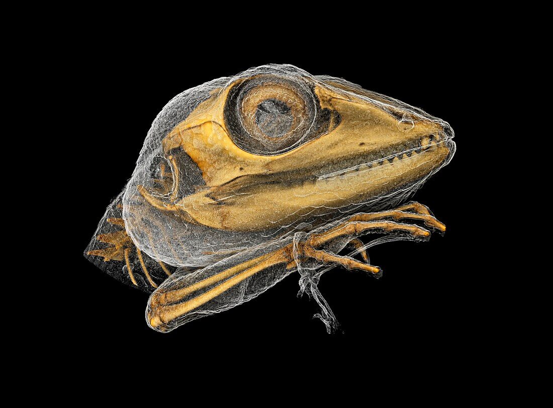 Lizard,micro-CT scan