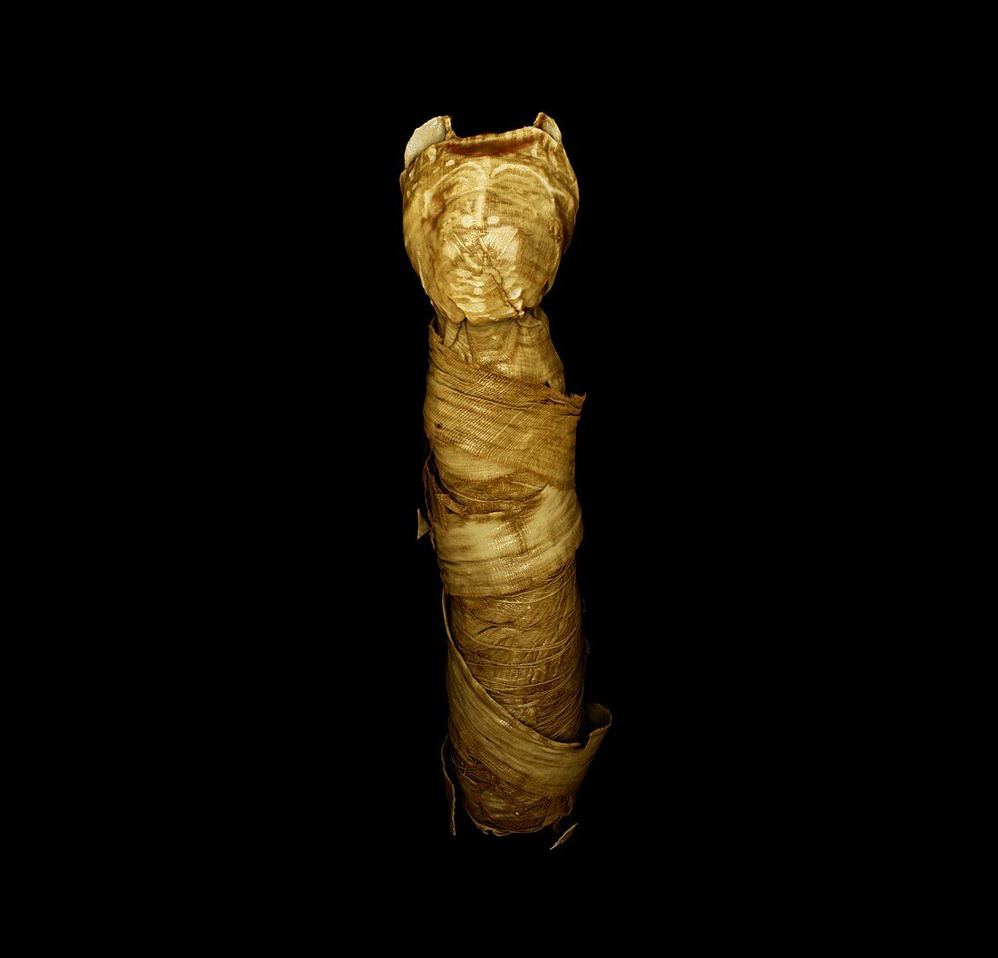 Mummified cat,micro-CT scan